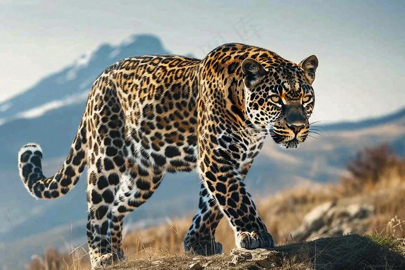 草原上的猎豹国家保护动物非洲摄影图(4032x2688)