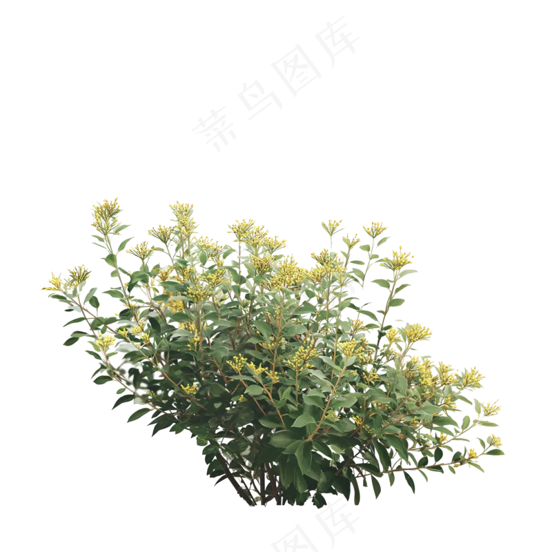 免抠开花灌木