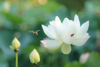 夏日池塘白荷花荷叶蜜蜂采蜜夏至大暑小暑处暑摄影图