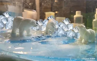 北极熊宣传海报