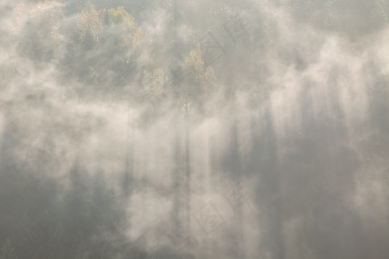 云雾森林图片