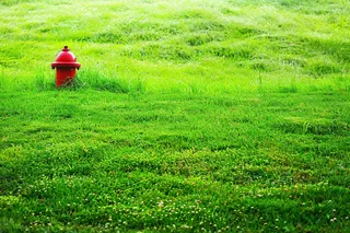春天绿草地繁茂绿意摄影图