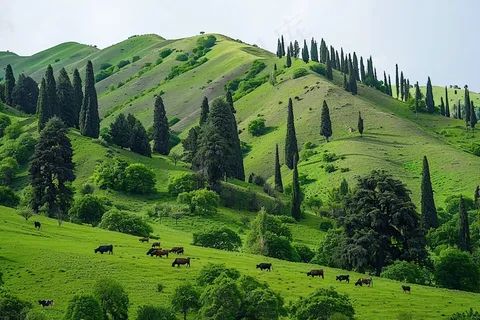 春天草甸山峦树木草地摄影图