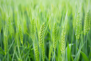 小麦绿色麦穗小米那芒种粮食摄影图