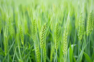 小麦绿色麦穗小米那芒种粮食摄影图