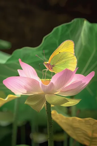夏日荷花上的蝴蝶摄影图