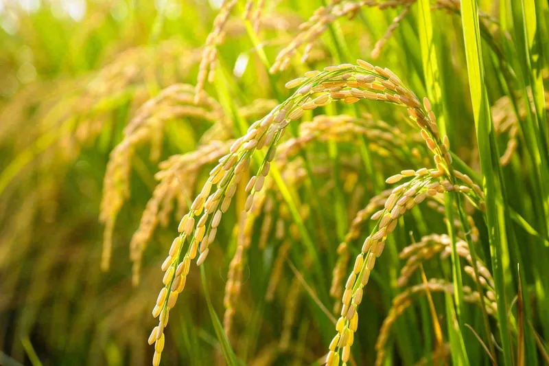 水稻稻穗农田种植生长摄影图(4032x2688)