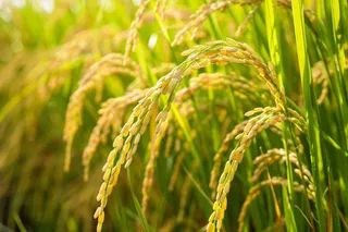 水稻稻穗农田种植生长摄影图