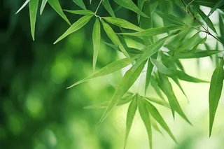 竹林竹叶竹子绿色摄影图