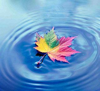 水面飘着的落叶枫叶秋天蓝色水面立秋寒露秋分摄影图