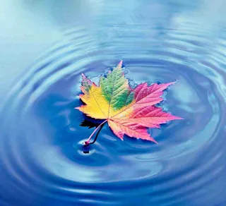 水面飘着的落叶枫叶秋天蓝色水面立秋寒露秋分摄影图