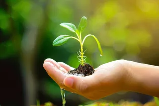 手捧树苗植树保护环境公益活动摄影图