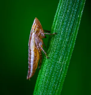 翅膀展开的昆虫在绿叶上休息 翅膀展开的昆虫在绿叶上休息