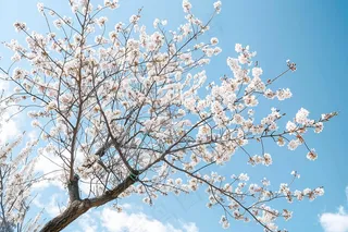 春日樱花花朵摄影图