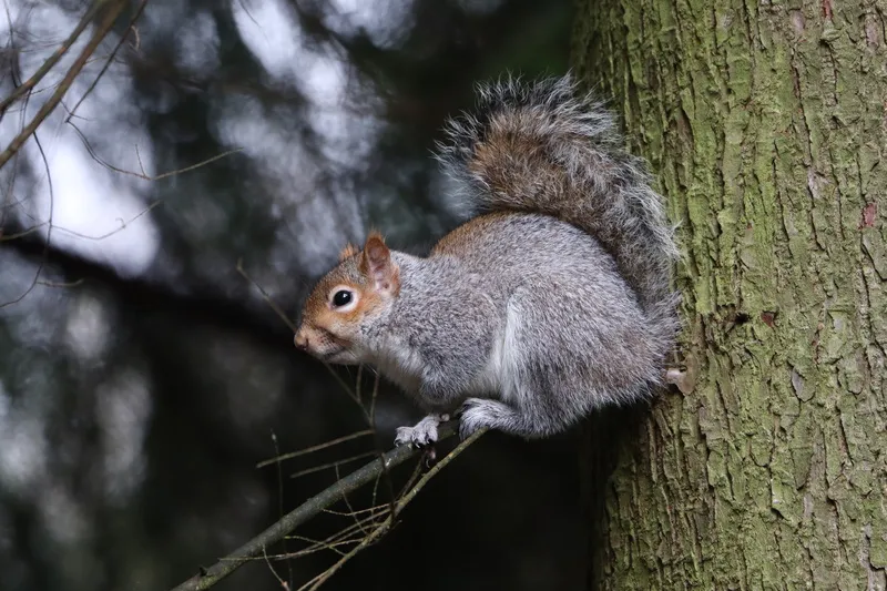 户外可爱松鼠动物