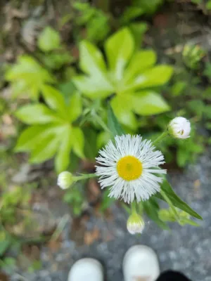 小雏菊白色图片