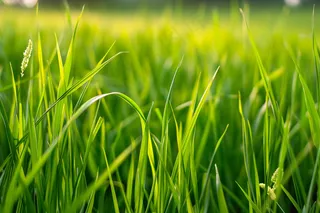 水稻绿苗生长摄影图