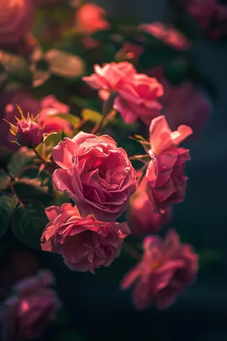 玫瑰花鲜花花朵摄影图