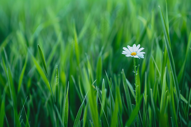 白色小花绿色草丛摄影图