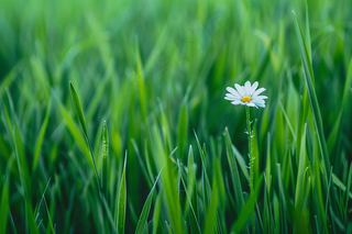 白色小花绿色草丛摄影图