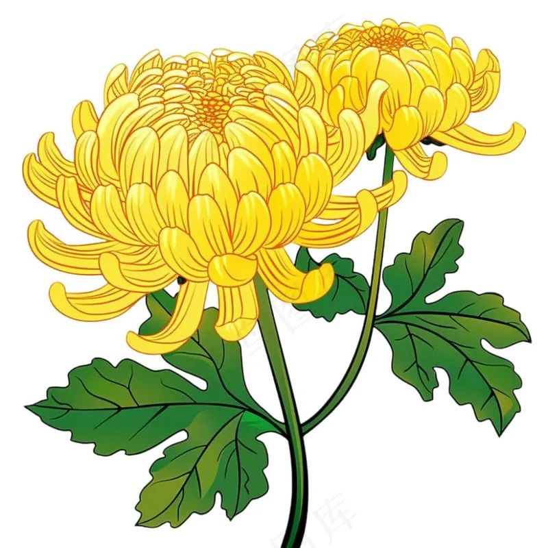 菊花黄菊盛开植物插画免抠(1024x1024)