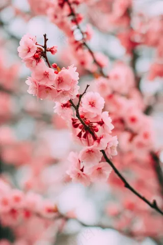 春天粉色樱花树摄影图