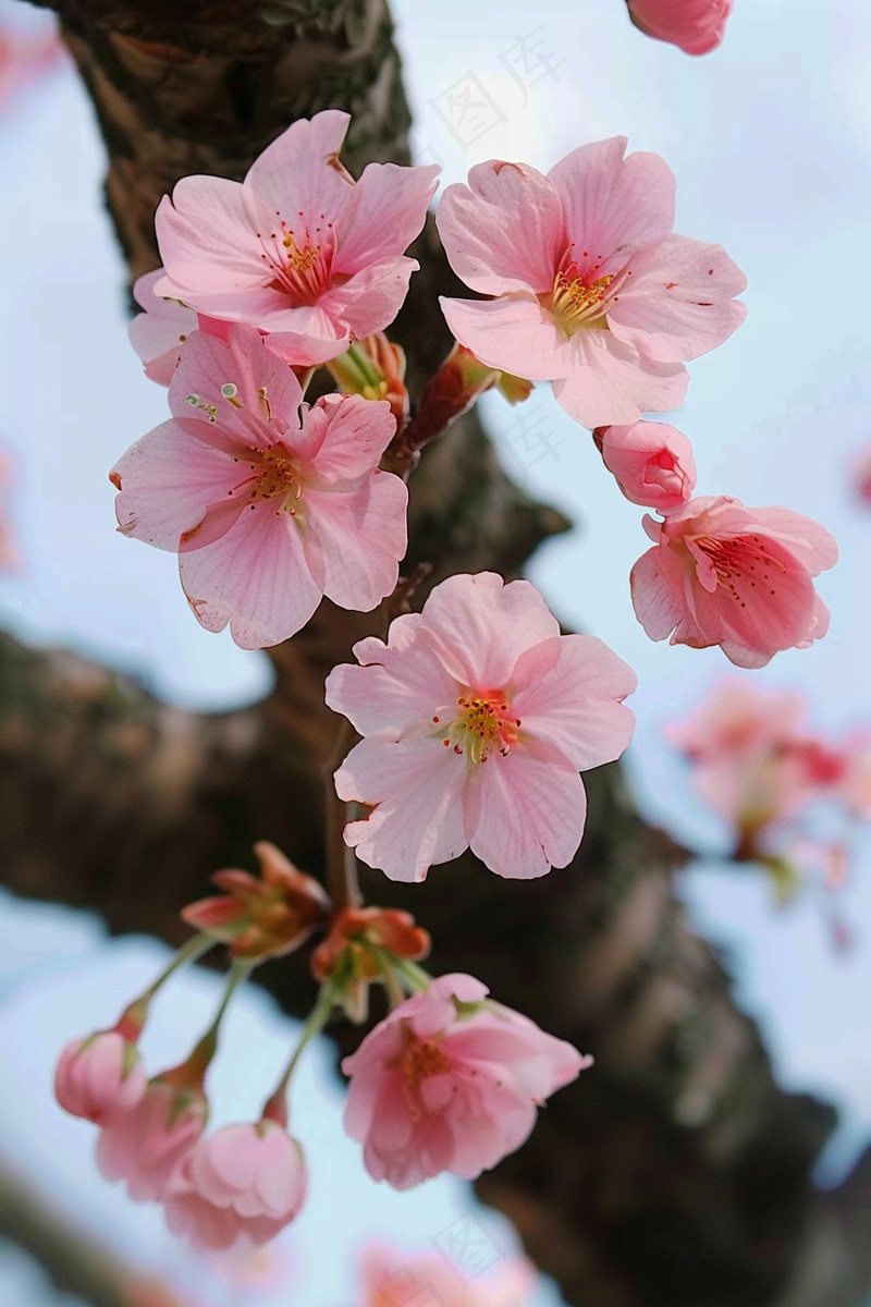 春日樱花花朵摄影图(2688x4032)