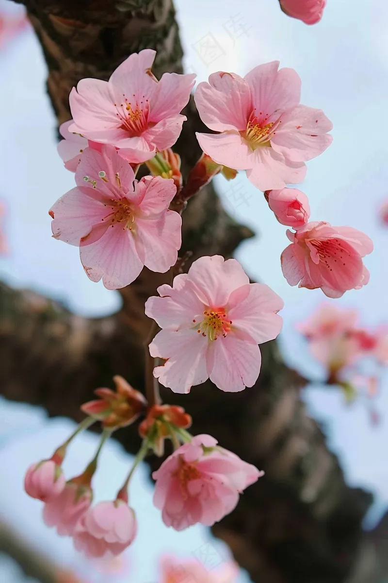 春日樱花花朵摄影图(2688x4032)