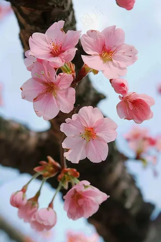 春日樱花花朵摄影图