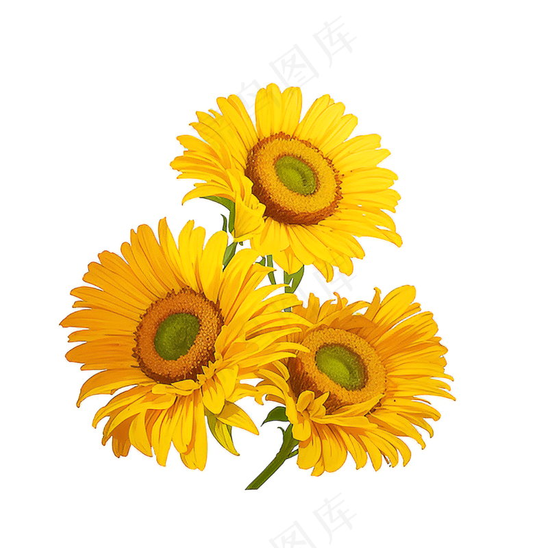 黄色向日葵花朵免抠素材17