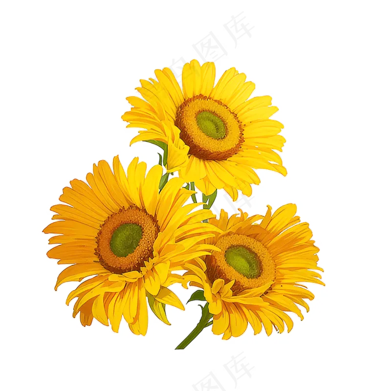 黄色向日葵花朵免抠素材17