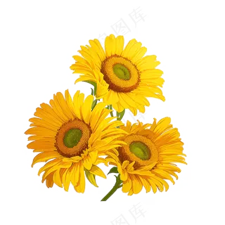 黄色向日葵花朵免抠素材17