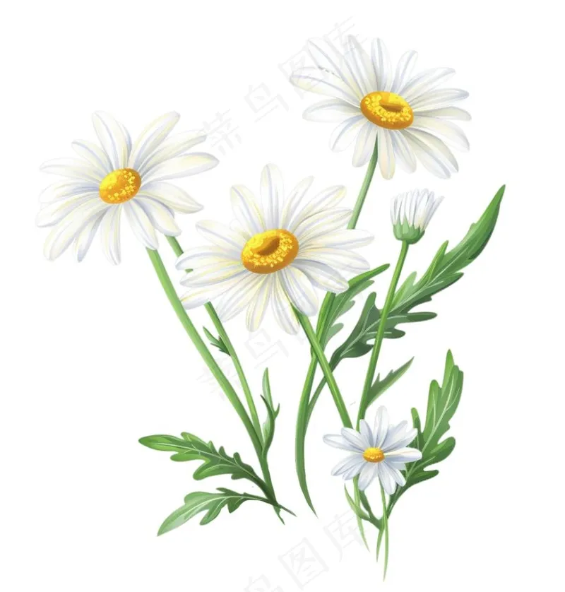 春天小雏菊花朵植物卡通插画免抠(1024x1072)