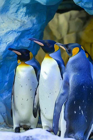 动物园海洋馆的企鹅动物摄影图