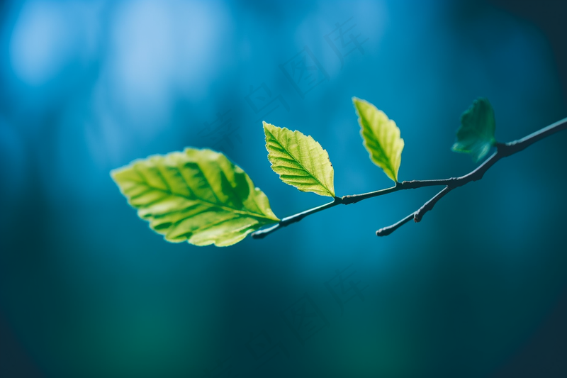 树抽新芽嫩叶碧蓝背景摄影图