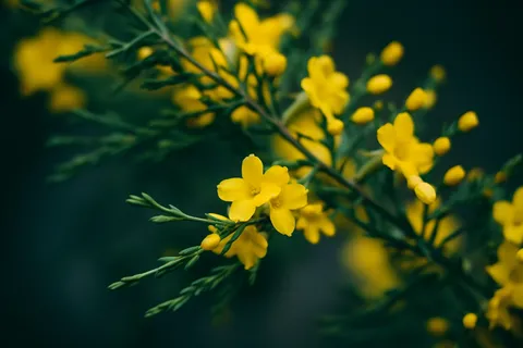 立春迎春花绿意春季摄影图 立春迎春花绿意春季摄影图