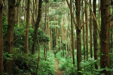 山林森林绿色大自然风景摄影图 山林森林绿色大自然风景摄影图