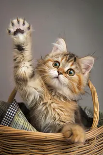 猫咪宠物猫可爱动物摄影图