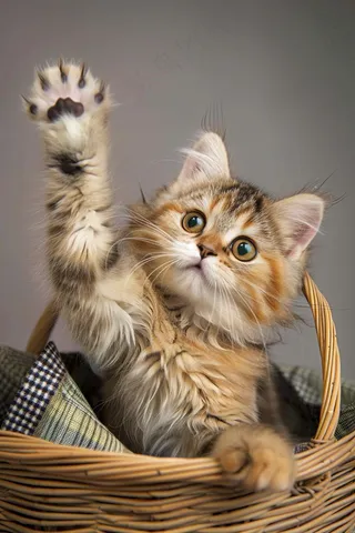 猫咪宠物猫可爱动物摄影图