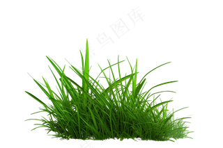 嫩绿青草草丛