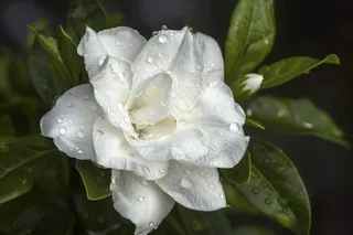 栀子花白色花朵植物摄影图