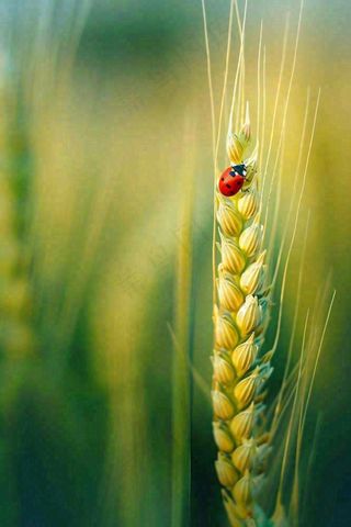 绿色小麦麦穗上的瓢虫昆虫小满芒种摄影图