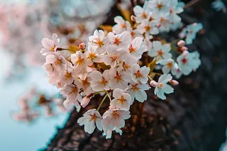 春日樱花花朵摄影图