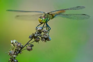 蜻蜓停驻在枯萎的枝头