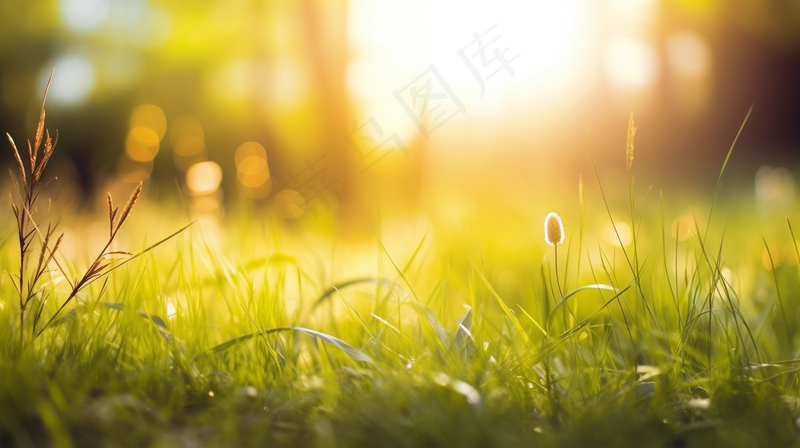 春天阳光下的草丛嫩叶新芽摄影图(4368x2448)