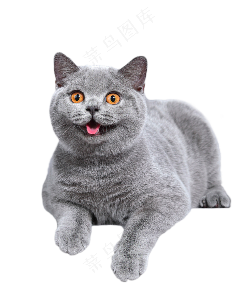 可爱猫咪摄影