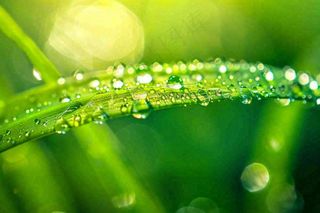 春天草丛叶片上挂满露珠雨滴立春春分雨水谷雨摄影图