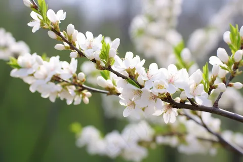 春天白色梨花树枝摄影图 春天白色梨花树枝摄影图