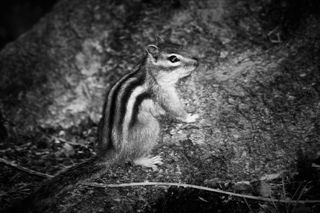 户外可爱松鼠动物