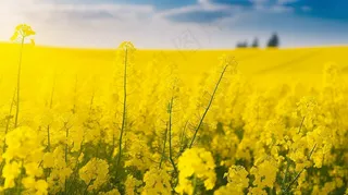 春天油菜花田黄色花雨水节气摄影图
